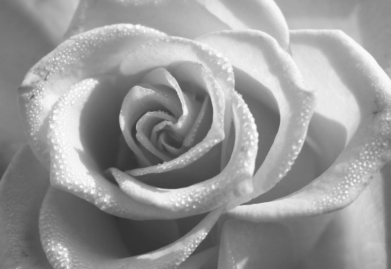 Group of: White rose | We Heart It