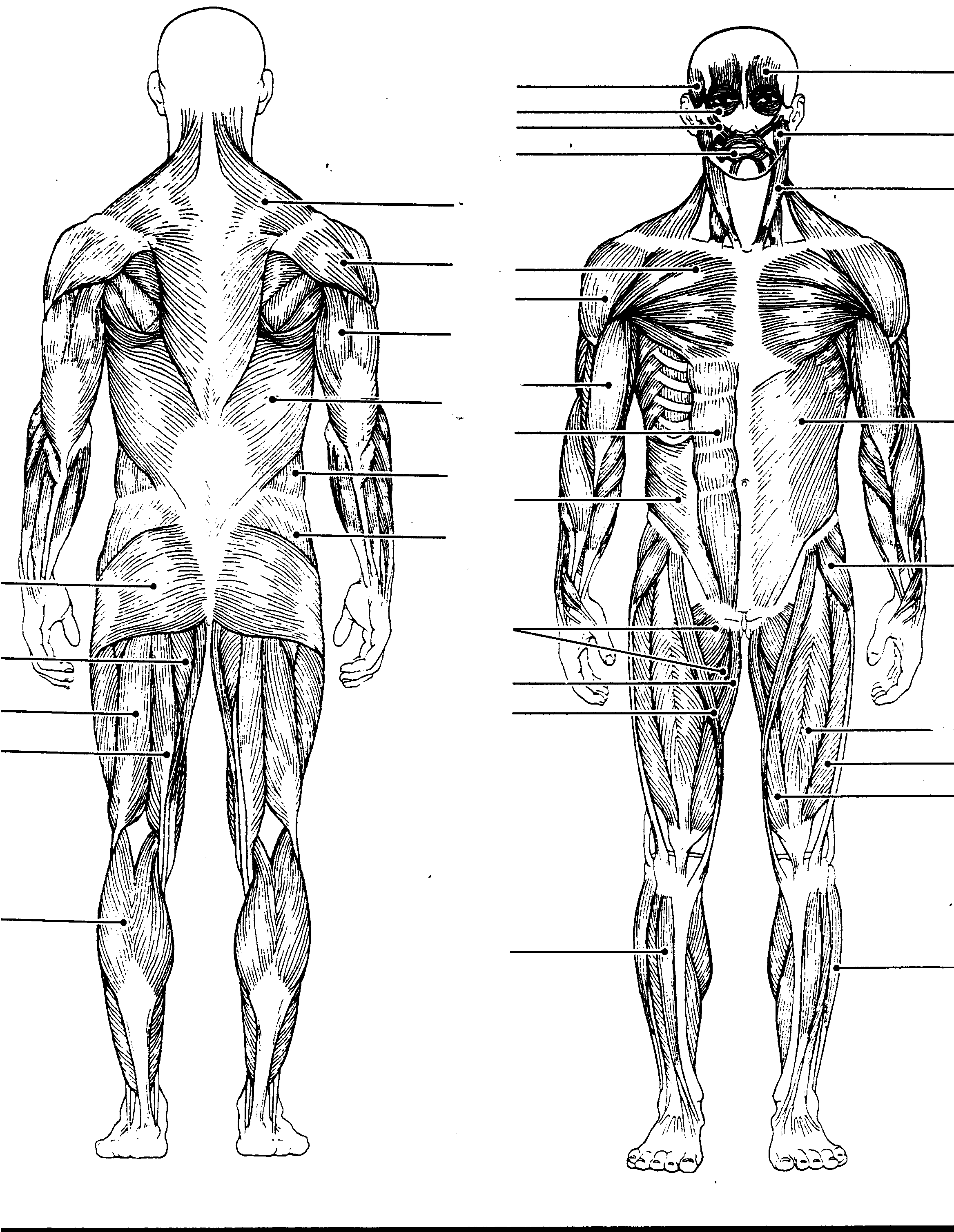 Blank Printable Human Body Diagram 8151