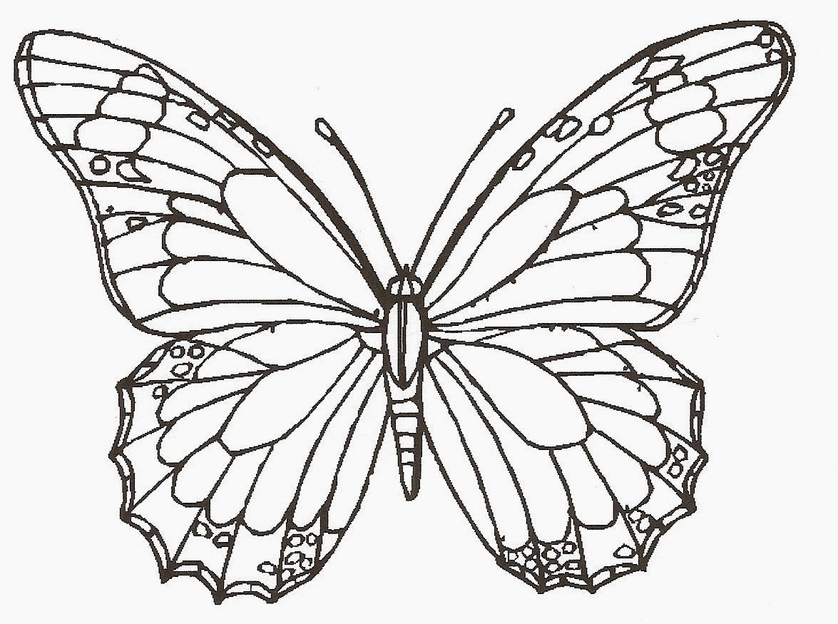 pictures to draw of butterflies