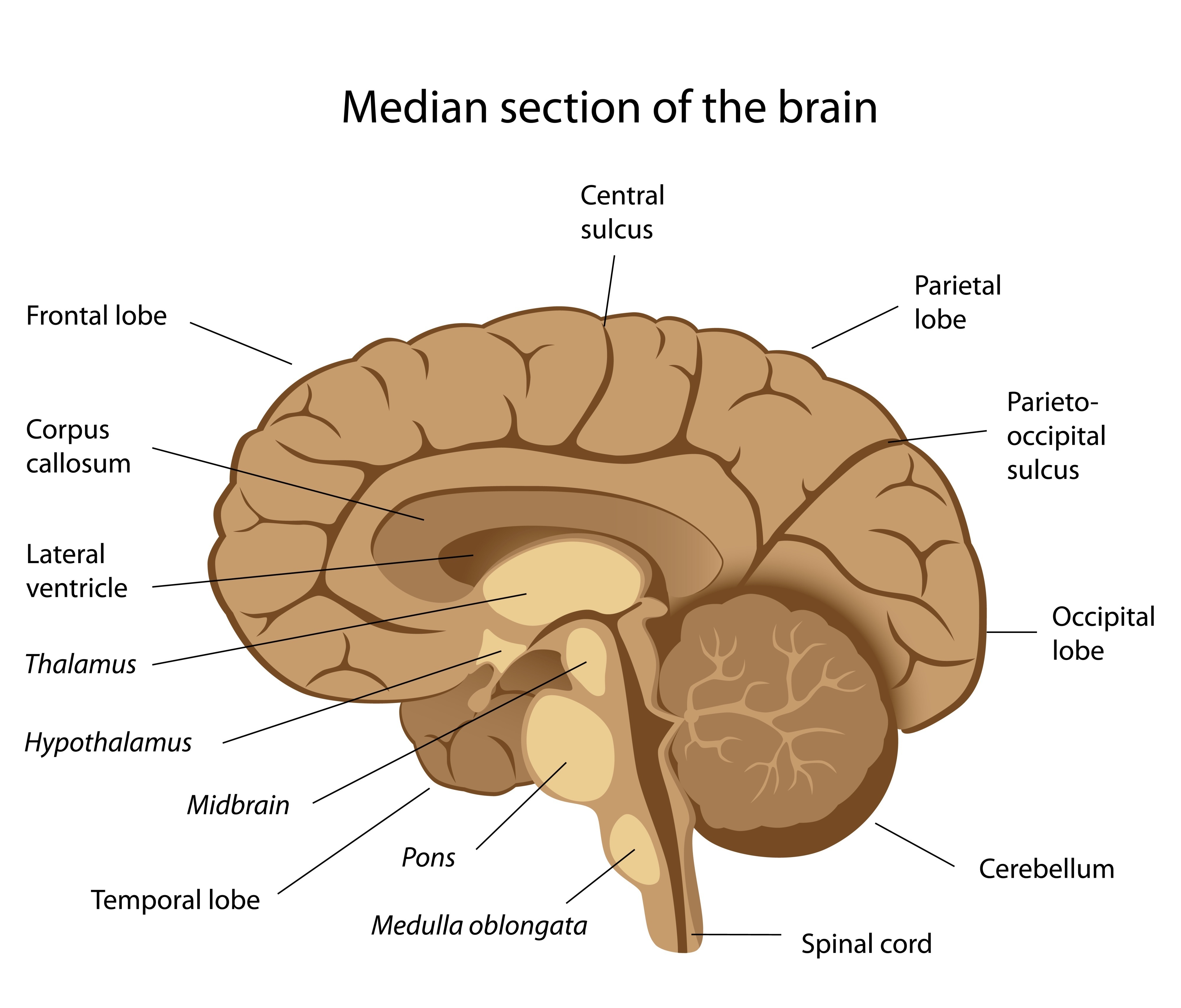 Free Brain Diagram, Download Free Brain Diagram png images ...