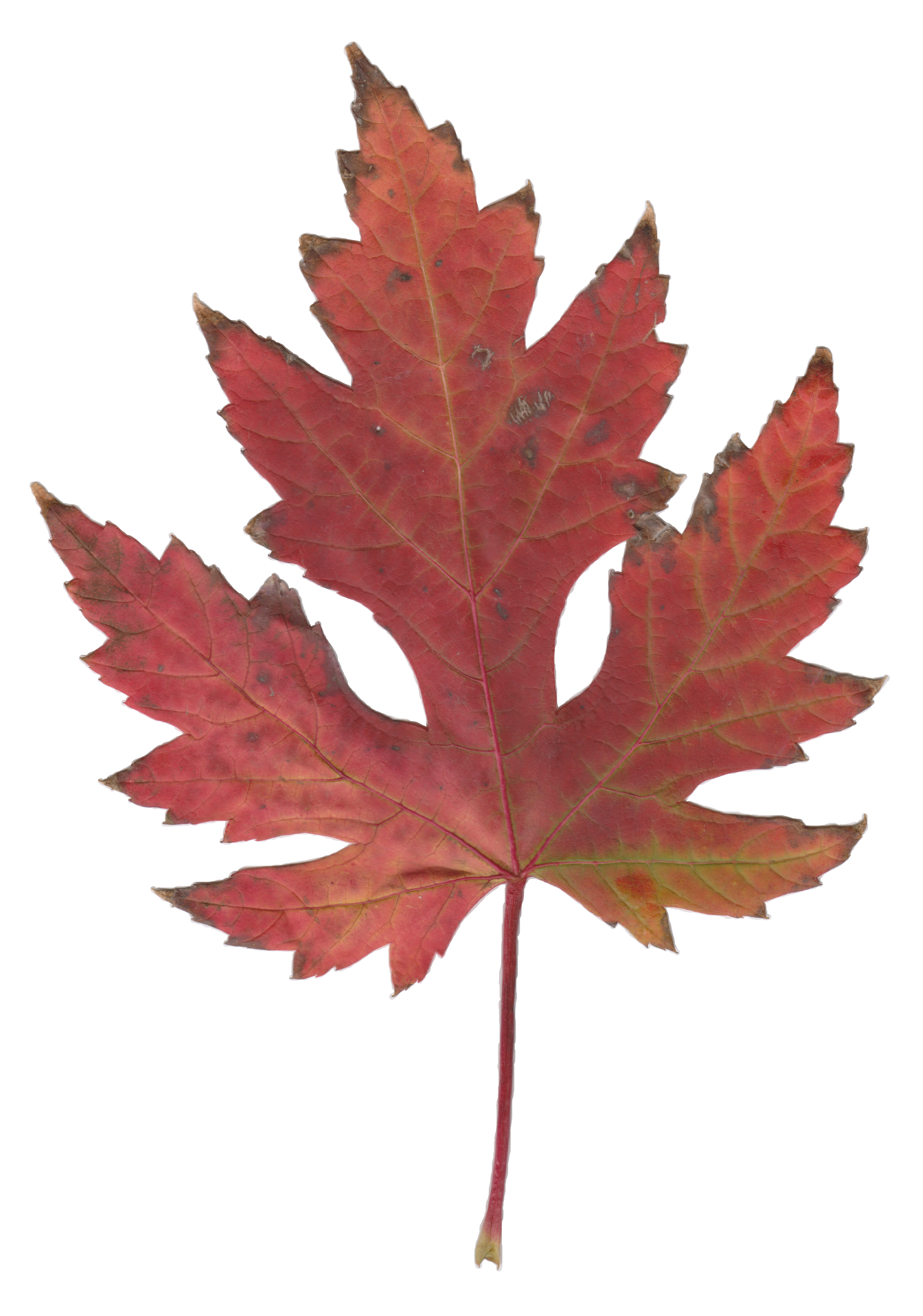 Free Maple Leaf, Download Free Clip Art, Free Clip Art on ...