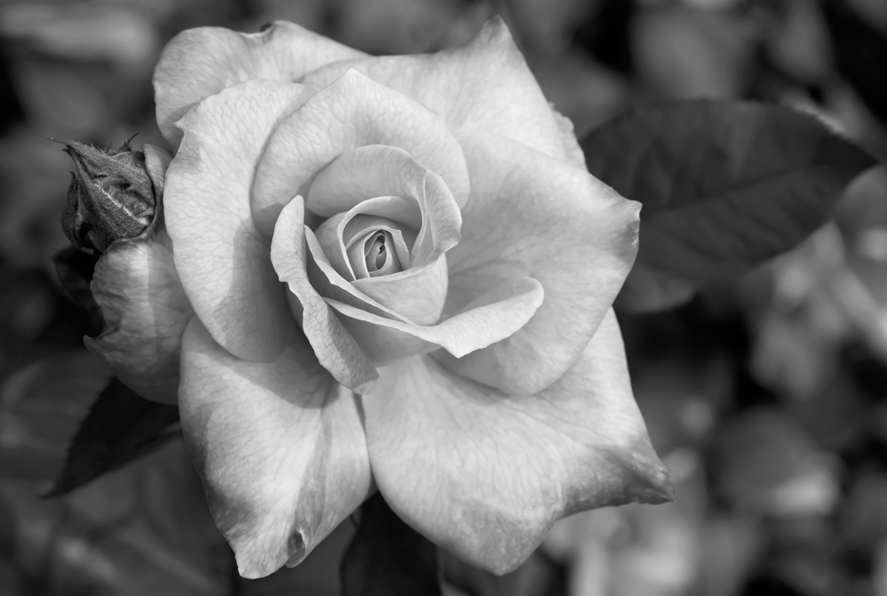Rose flower photography art print in black  white | flowers in 