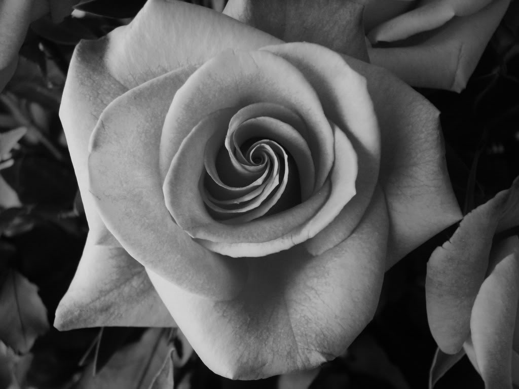 Rose Images Black And White - Desktop Backgrounds