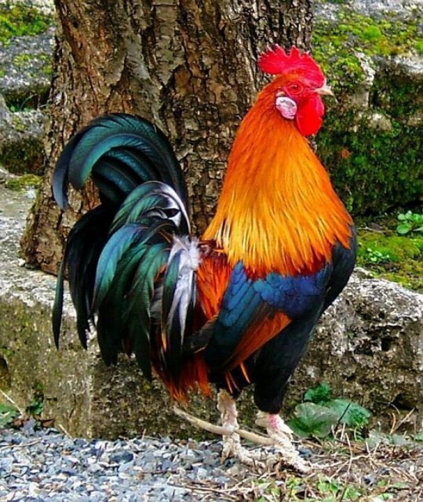 Beautiful Rooster | Roosters Rule | Clipart library
