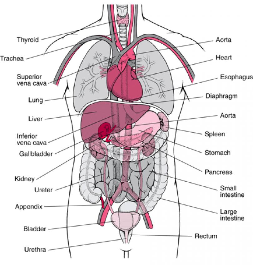 Diagram Female Human Body Organs
