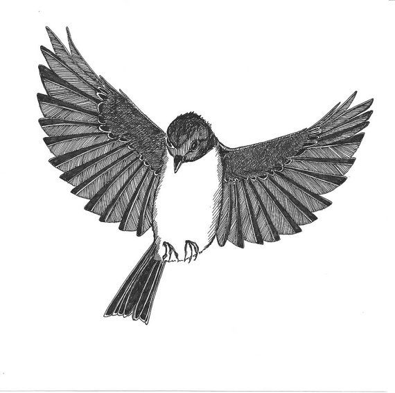 drawing robin in flight - Clip Art Library