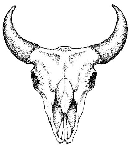 Pix For  Bull Skull Line Drawing