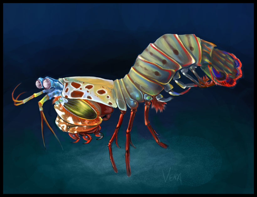 Clipart library: More Like mantis shrimp by Blattaphile