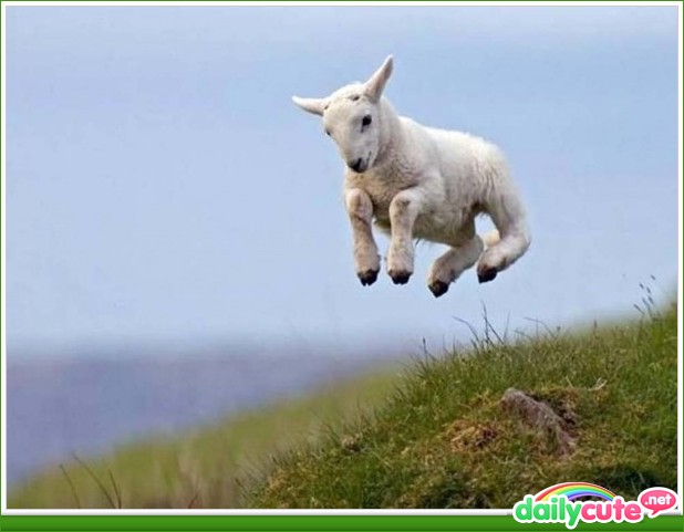 Sheep Parkour? - Daily Cute