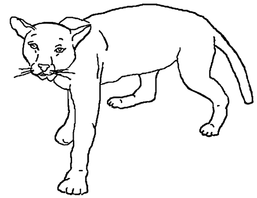 baby mountain lion coloring pages | Coloring Pages For Kids