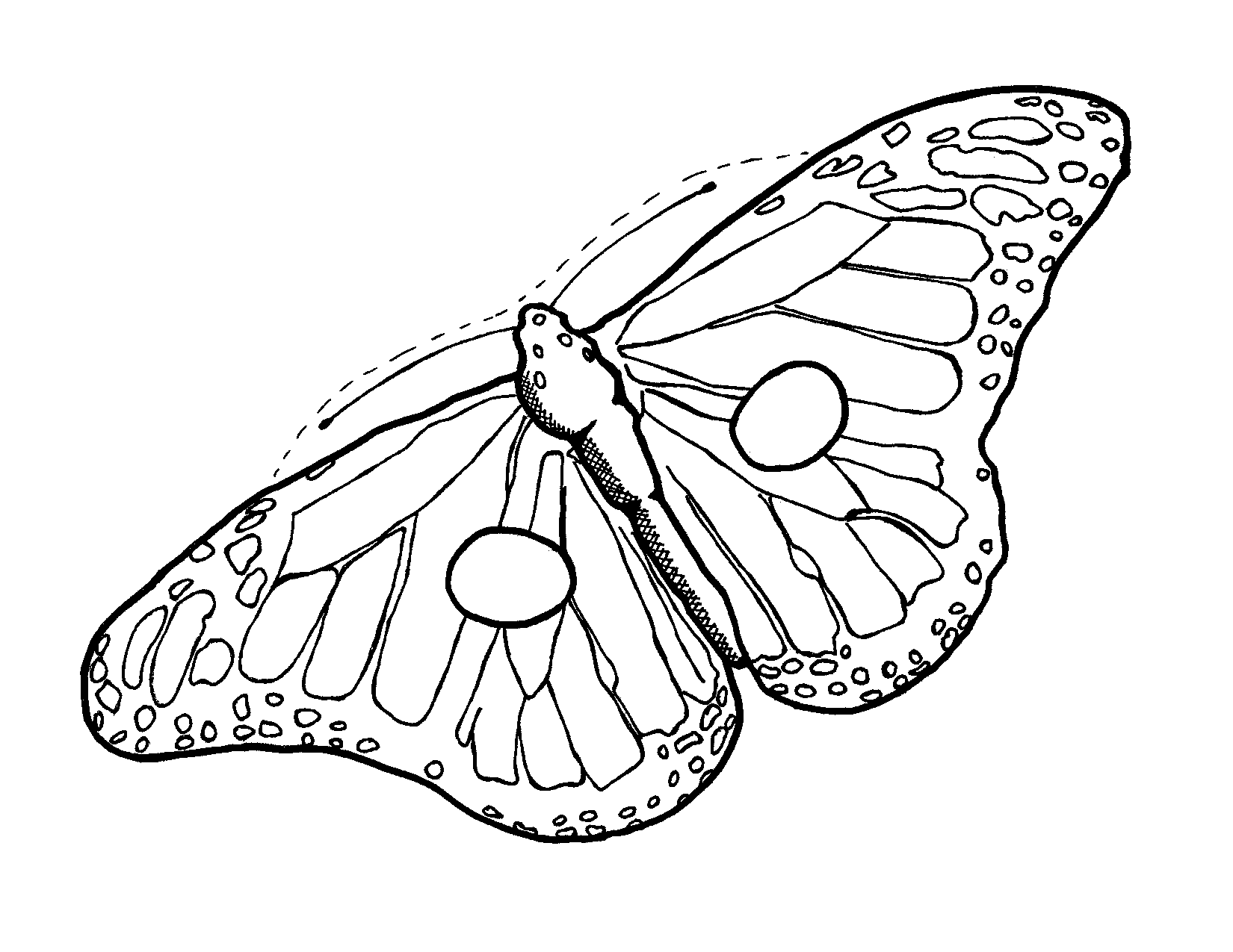 free-butterfly-wing-outline-download-free-butterfly-wing-outline-png