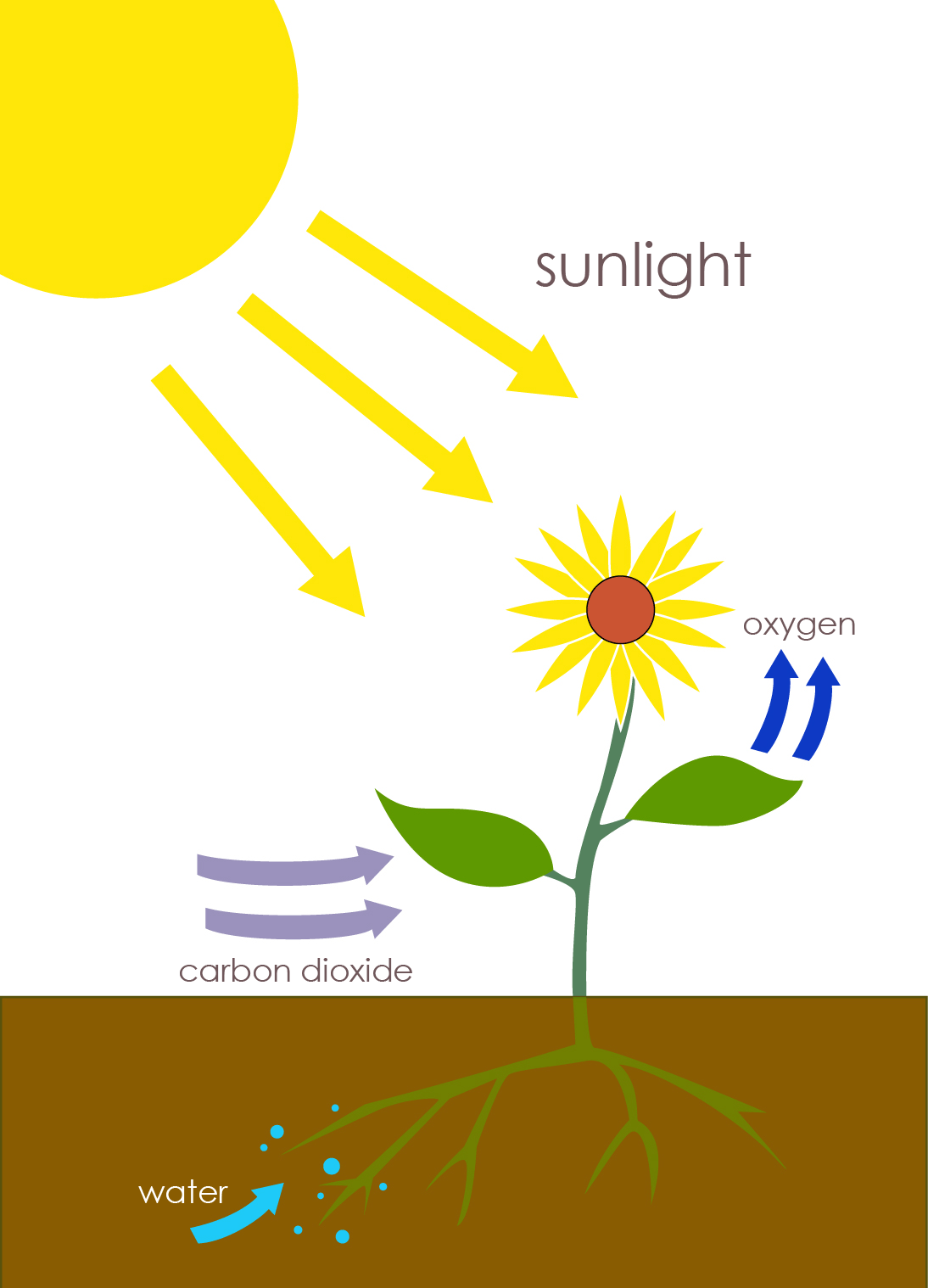 Free Photosynthesis Animation Kids, Download Free Photosynthesis Animation  Kids png images, Free ClipArts on Clipart Library