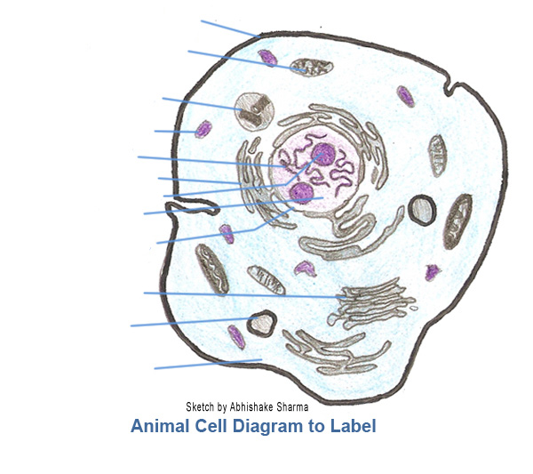 simple plant cell diagram without labels