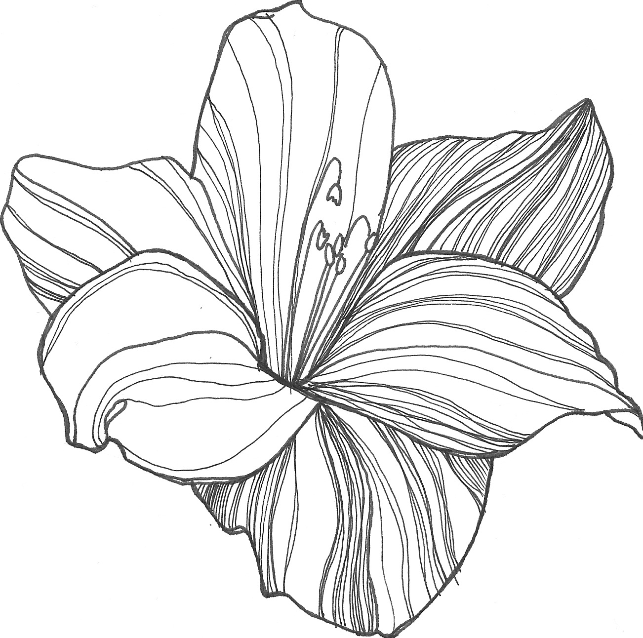 Free Line Drawing Of A Flower, Download Free Line Drawing Of A Flower