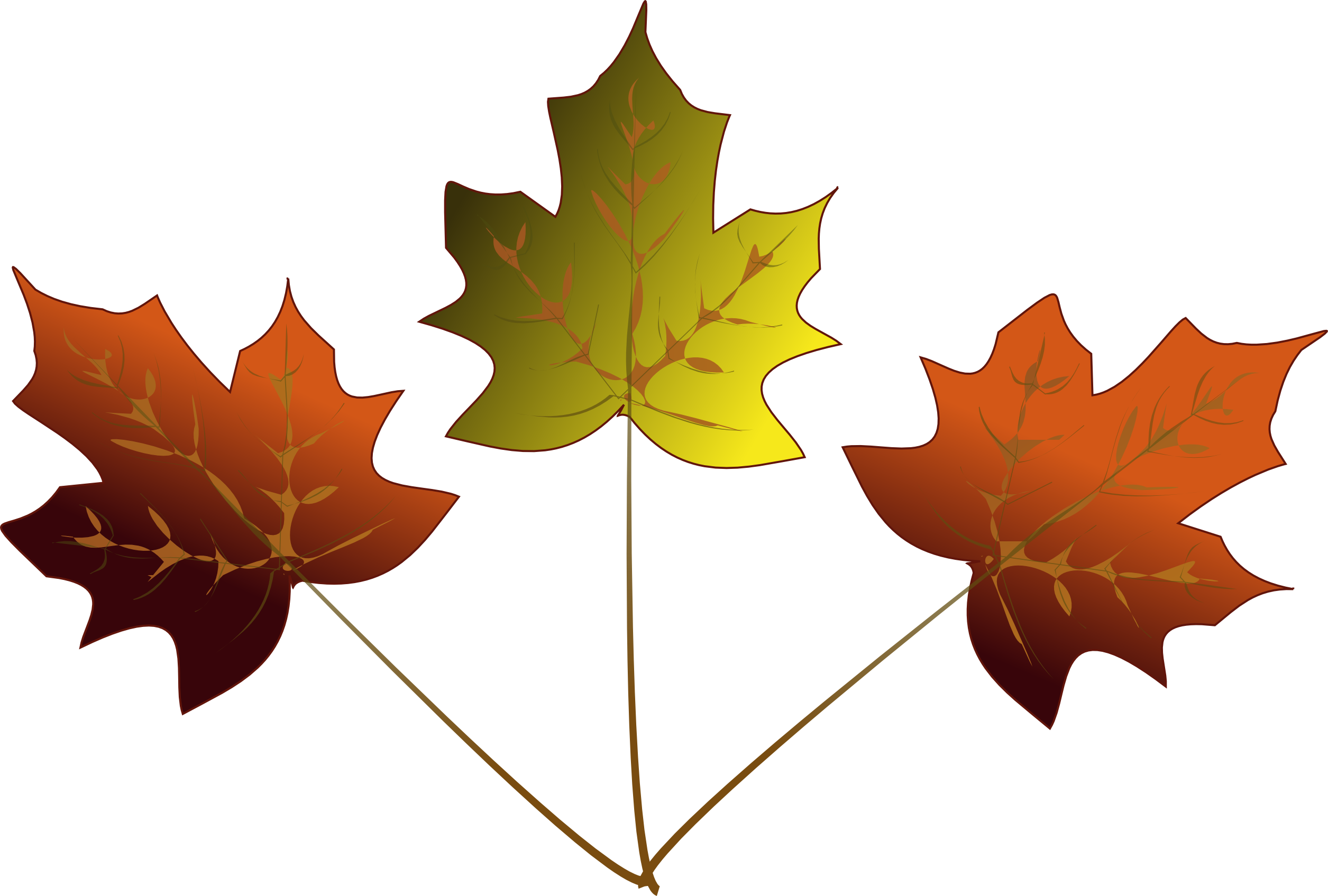 Maple Leaf Drawing - Clipart library