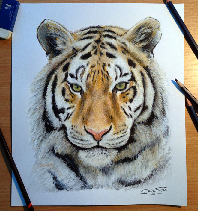 realistic animals drawing color - Clip Art Library