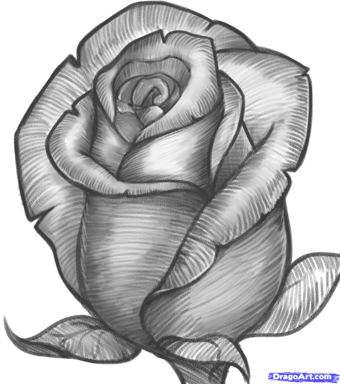 free-drawings-of-roses-download-free-drawings-of-roses-png-images