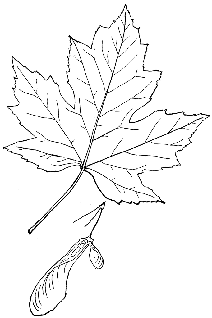 free clip art maple leaf outline - photo #33