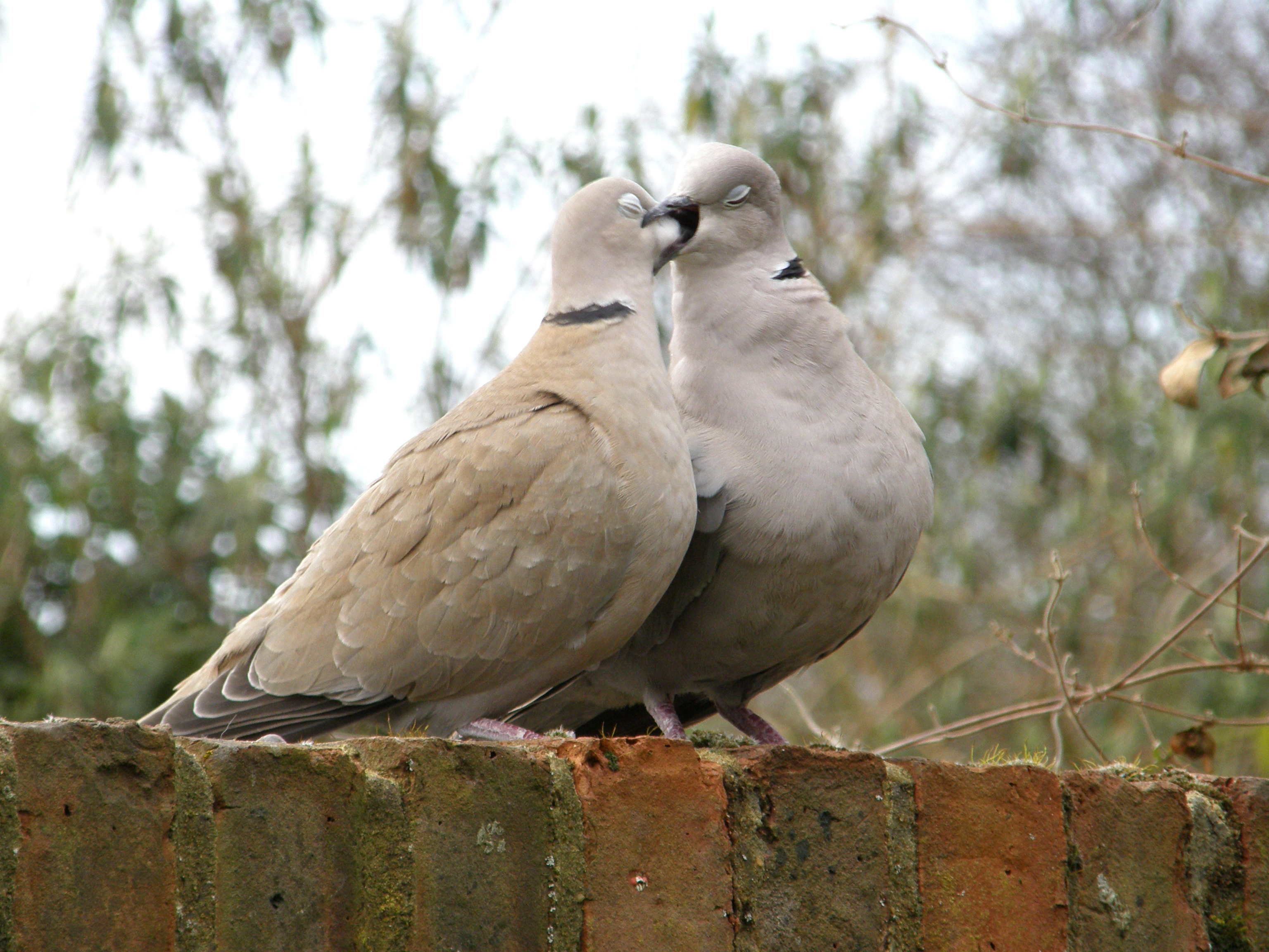 Two loving Collar Doves - Conyer : Photos, Diagrams  Topos 