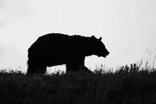 Black Bear Silhouette | Flickr - Photo Sharing!