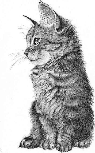 Cat Drawing | 