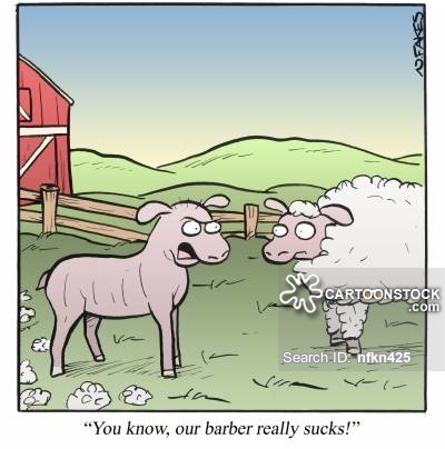 Sheep Shearer Cartoons and Comics - funny pictures from CartoonStock