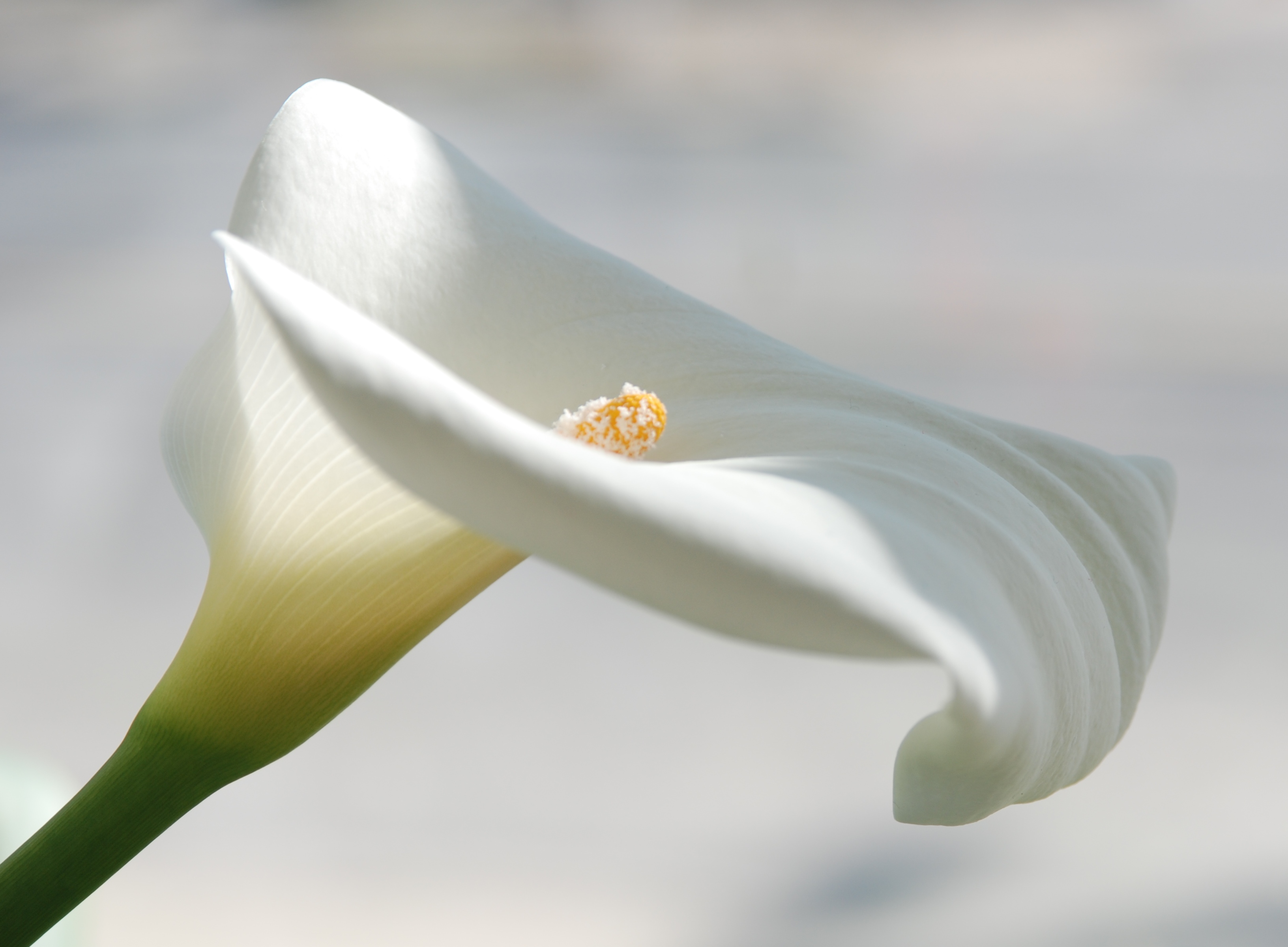 Image result for free image calla lily