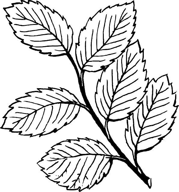 Free Tree Drawing Outline Download Free Clip Art Free Clip Art On Clipart Library