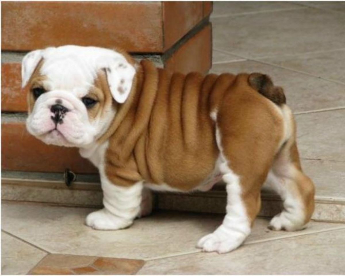 baby bulldog for sale