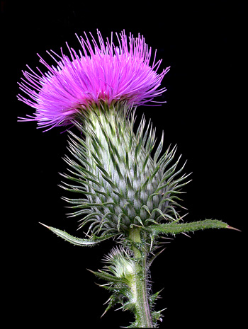 Mic-UK: A Close-up View of Two Thistles: Bull and Nodding 