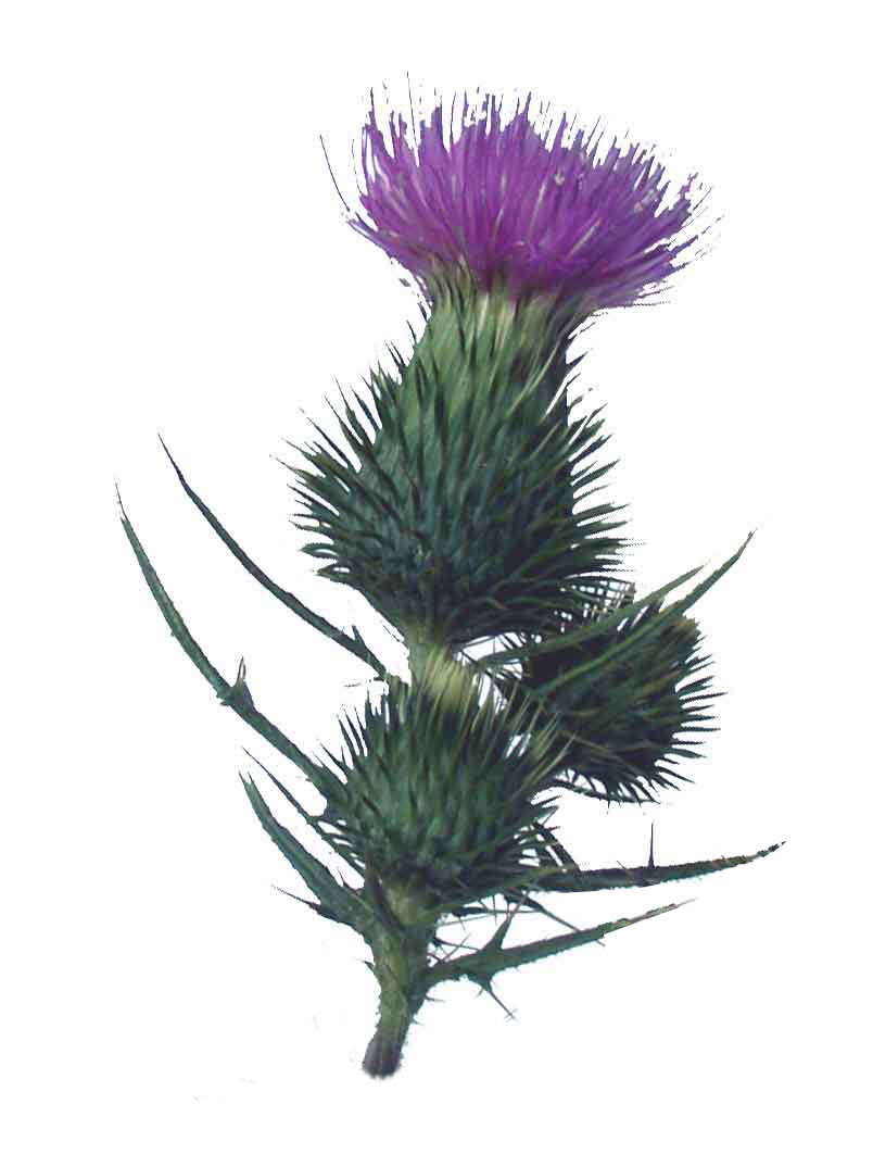 Gallery For  Scottish Thistle Tattoo Designs