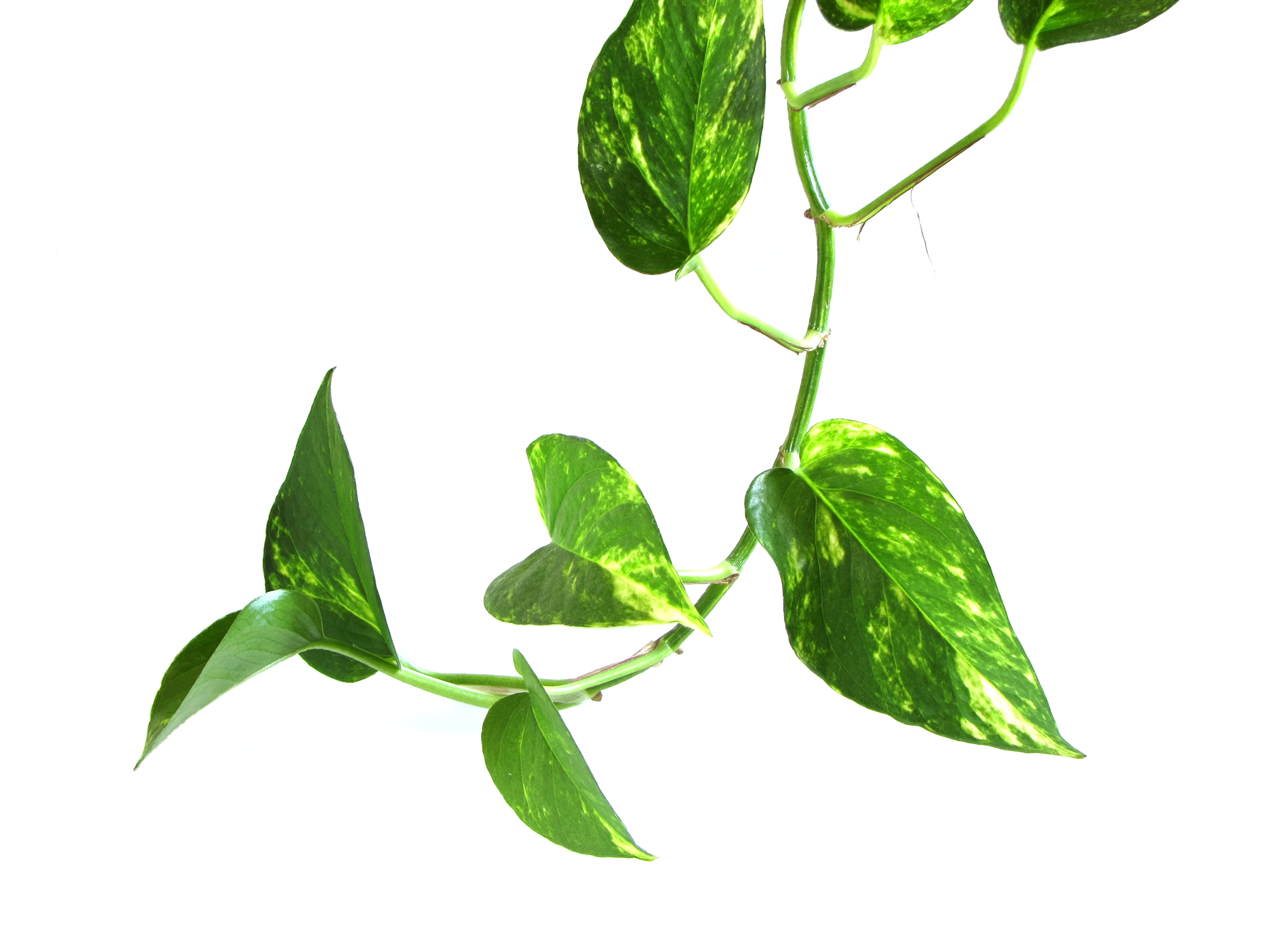 Free Vines Download Free Vines Png Images Free ClipArts On Clipart 