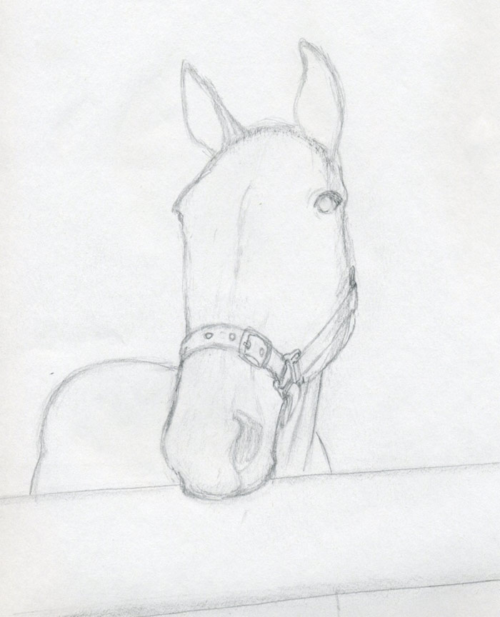 Featured image of post Pencil Horse Drawing Step By Step - I used charcoal pencil here.