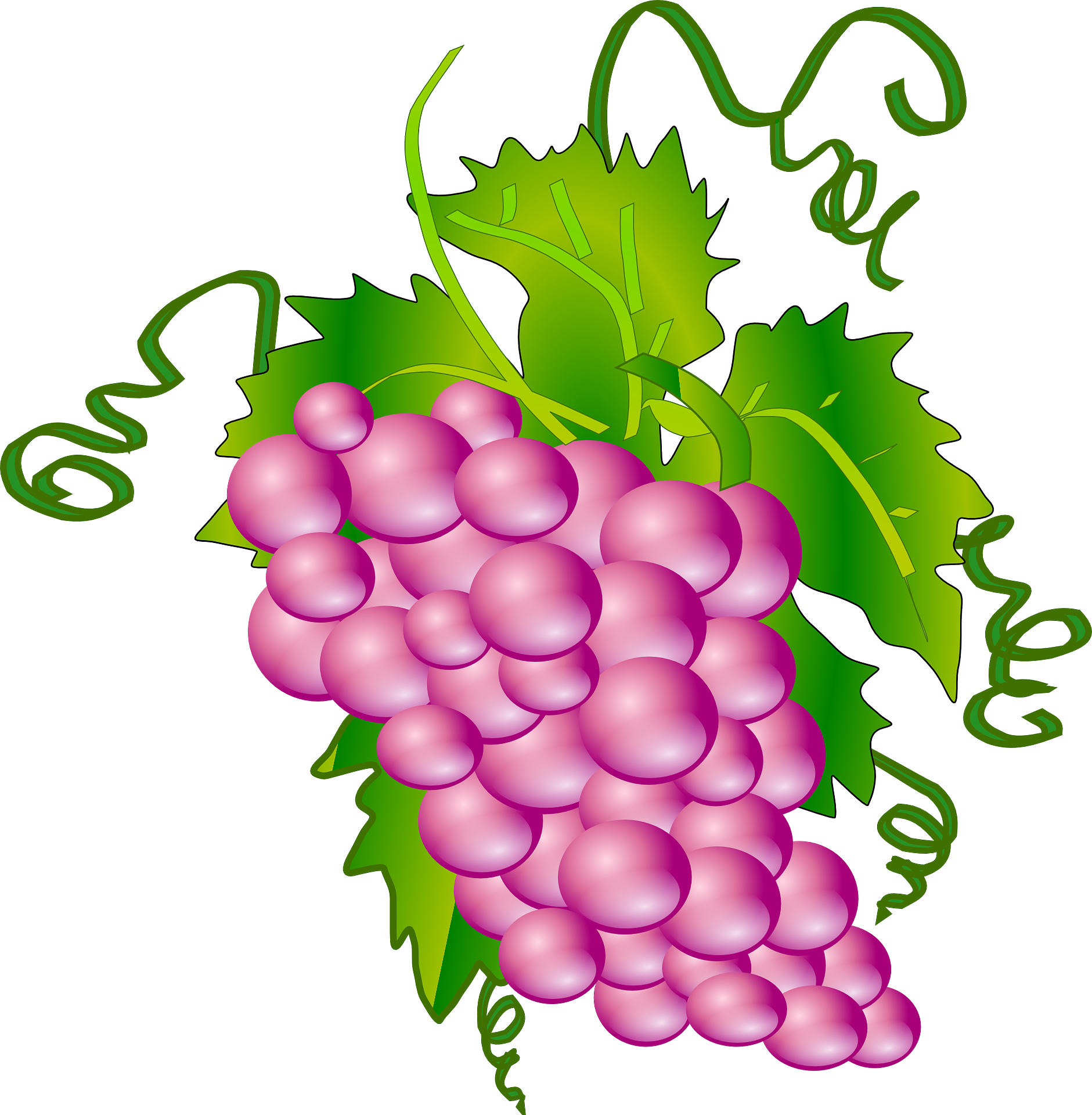 Free Cartoon Grapes, Download Free Cartoon Grapes png images, Free