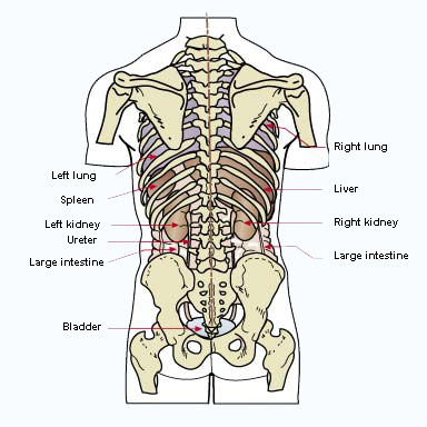 Строение человека внутренние органы со спины женщины с надписями фото