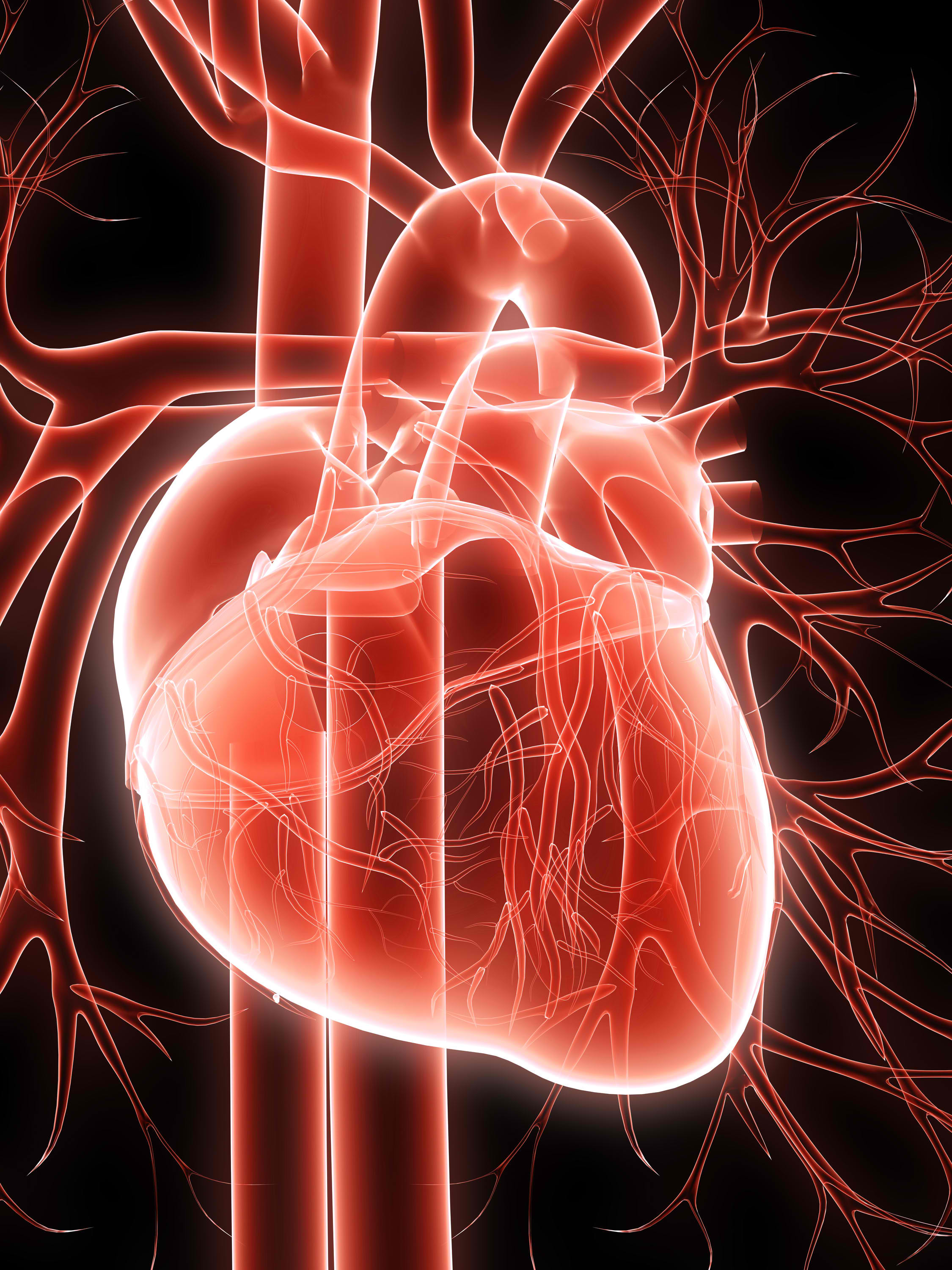 heart images hd biology - Clip Art Library