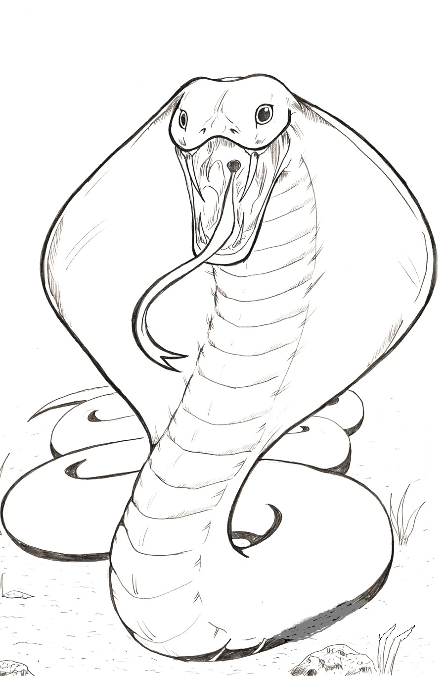 Free Cobra Drawing, Download Free Cobra Drawing png images, Free