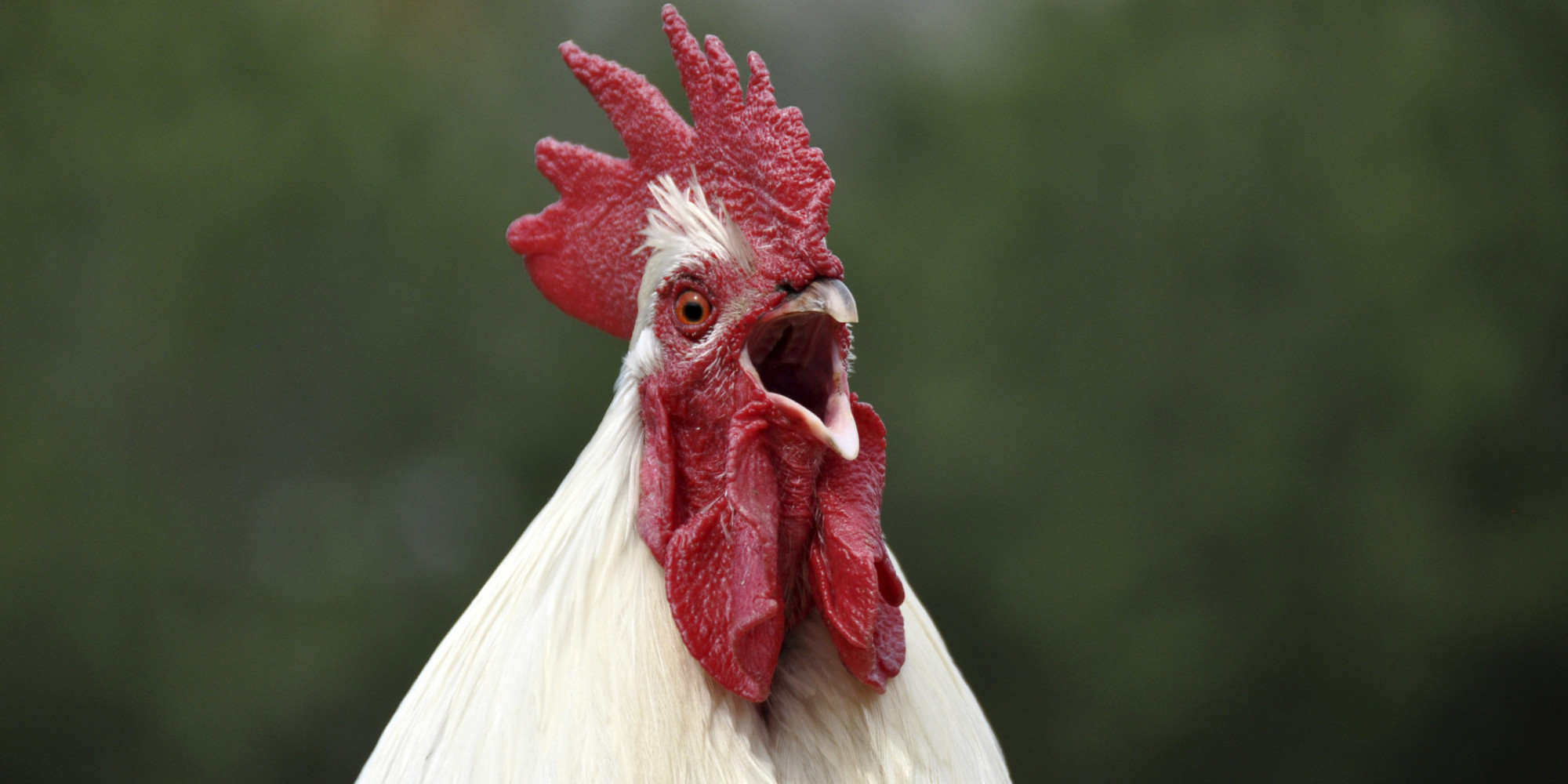 Loud Rooster Might Cost Owners $3,000 In Fines