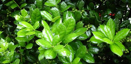 How to Prevent Holly Leaf Spot | Today