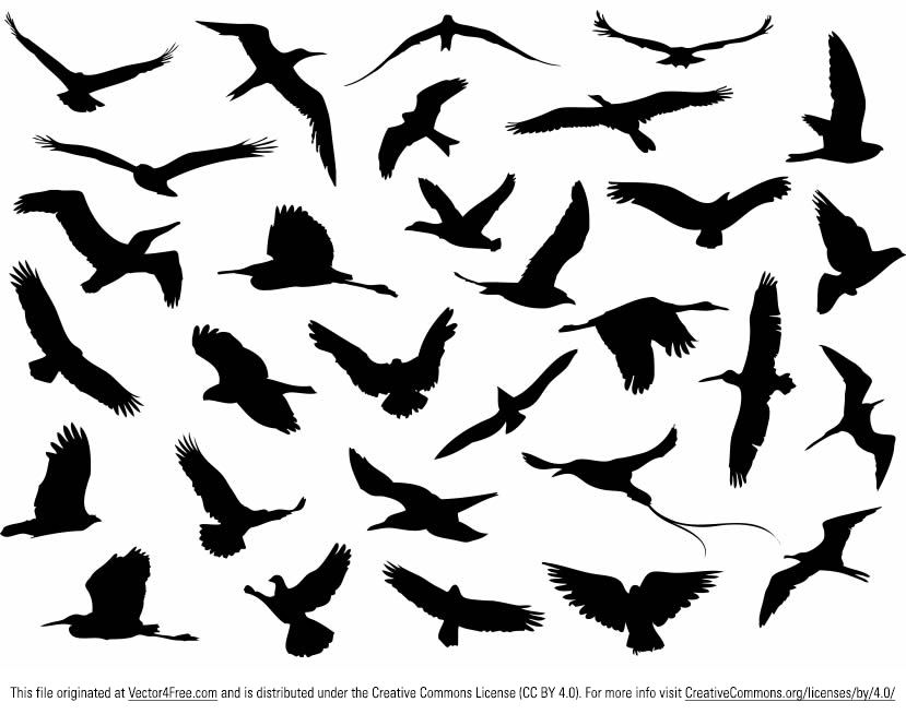 Bird Vector Graphics