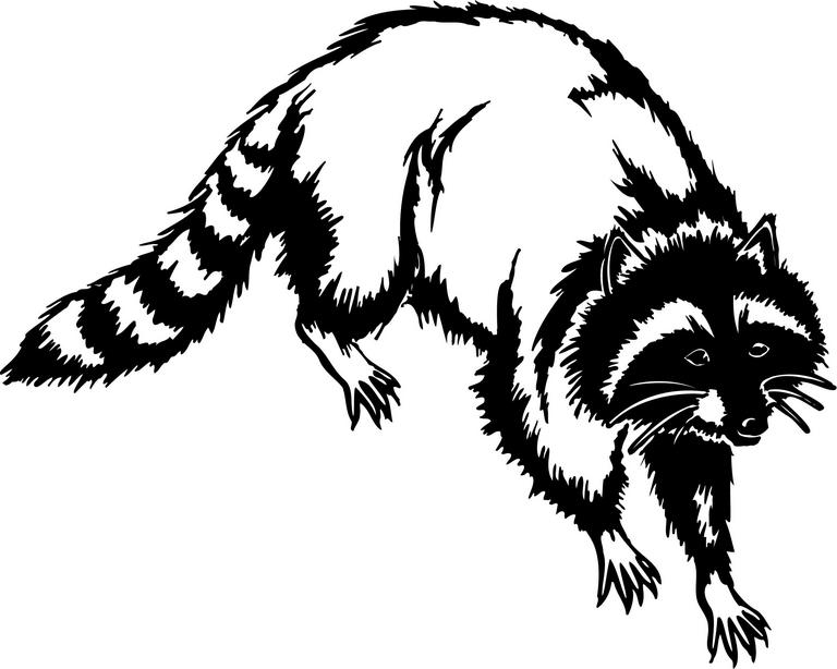 Clip Arts Related To : racoon black and white clipart. 