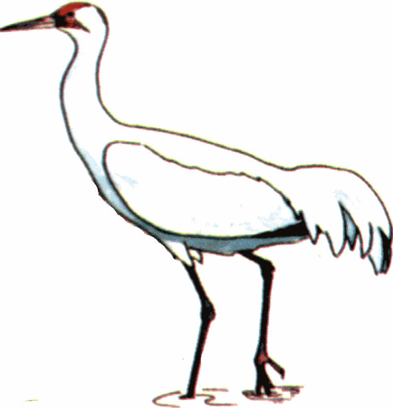 Arthur's Free Water Bird Clipart Page 4