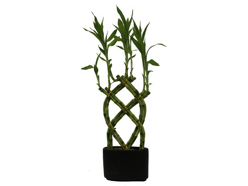 Money Tree Plant with Pot (Pachira Aquatica) [MONEYTREE] - $13.39 