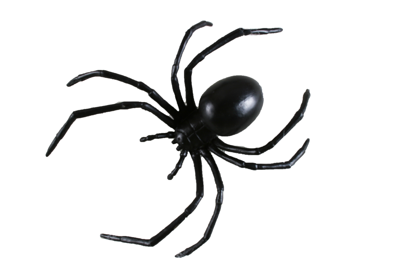 Free Animated Spider Pictures, Download Free Animated Spider Pictures