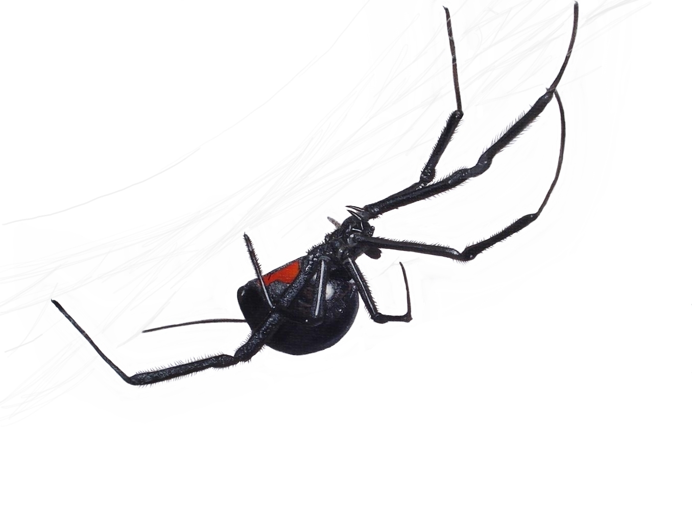 Clip Arts Related To : black widow spider silhouette png. view all Black Wi...