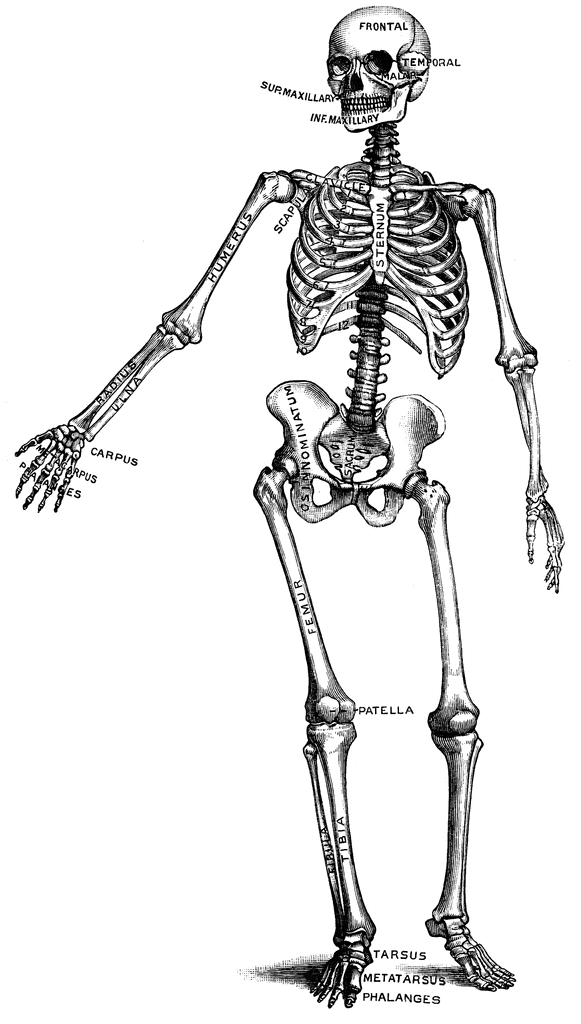 clipart human skeleton outline - photo #21