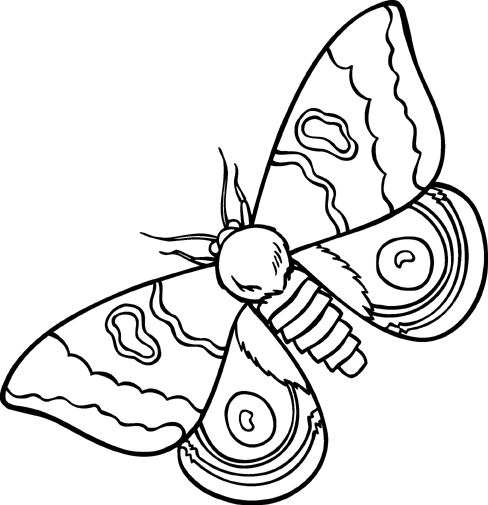 Moth Drawing Easy Clip Art Library