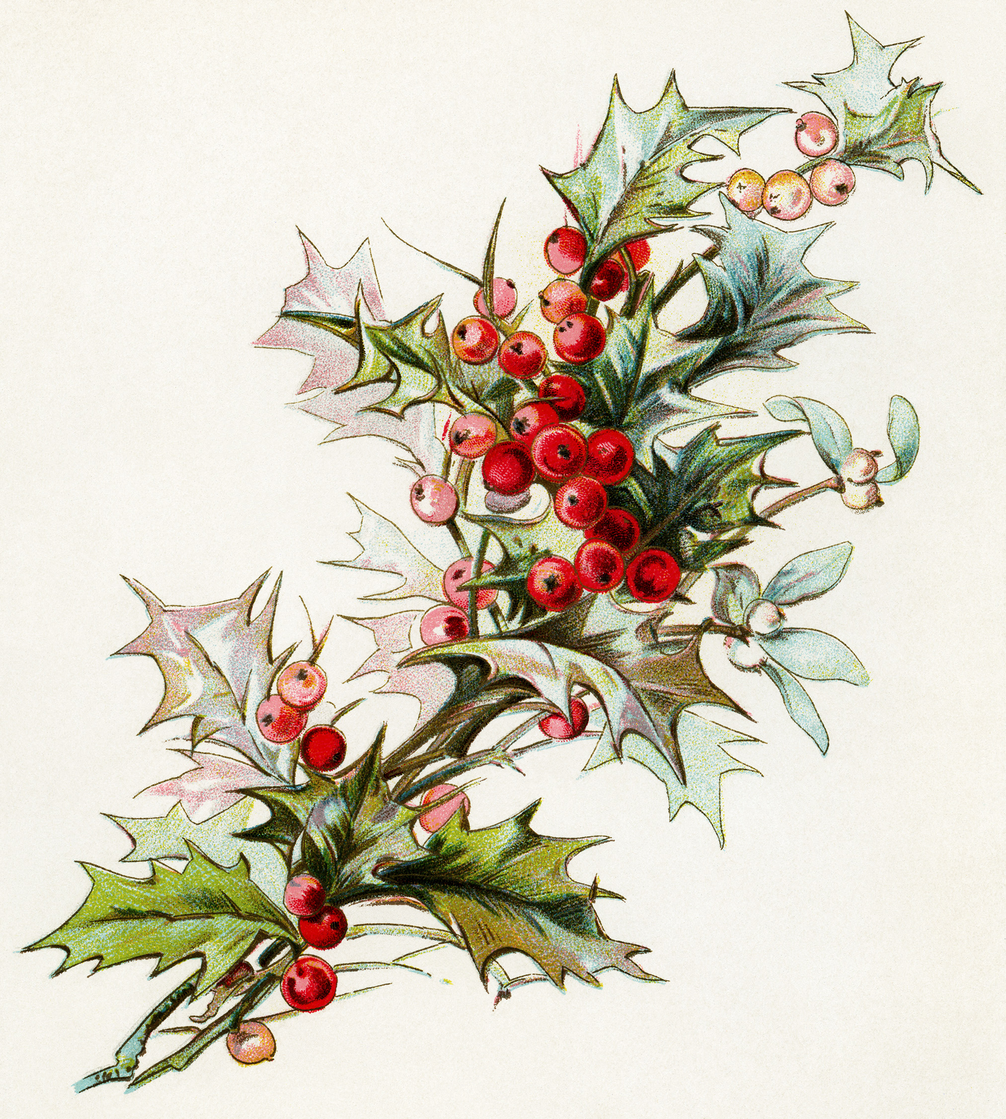 Sprig of Holly and Berries ~ Free Vintage Clip Art | Old Design 