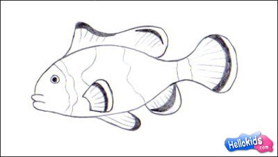 How to draw SEA ANIMALS - CLOWNFISH