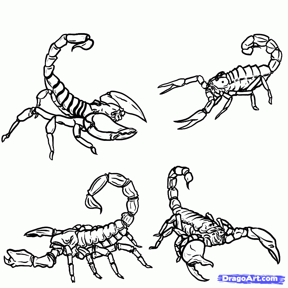 How to Draw Scorpions, Step by Step, Bugs, Animals, FREE Online 